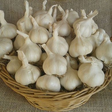 WHITE GARLIC - PIACENTINO - 