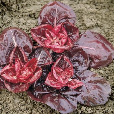 CHICORY - ROSSA DI VERONA -GRUMOLO ROSSO O CERIOLO ROSSO-