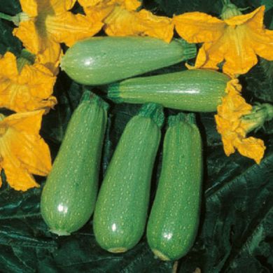 ZUCCHINO HYBRID F1 - CLARITA-