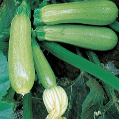 ZUCCHINO HYBRID F1 -TOP KAPI-