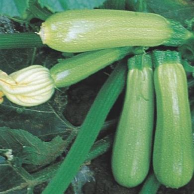 ZUCCHINO -GENOVESE-