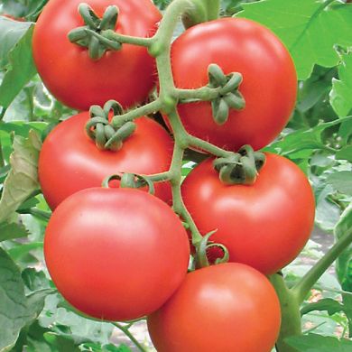 TOMATO HYBRID F1 -CONSOLE-