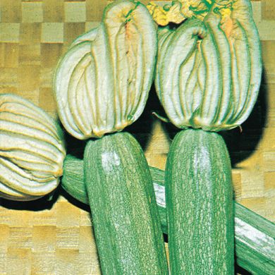 ZUCCHINO HYBRID F1 - ALBATROS - a fiore persistente