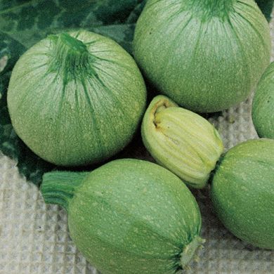 SQUASH  HYBRID F1 -ROUND BEAUTY-