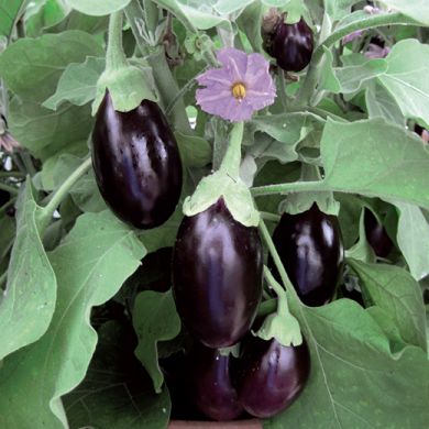 EGGPLANT HYBRID F1 -OPHELIA- 