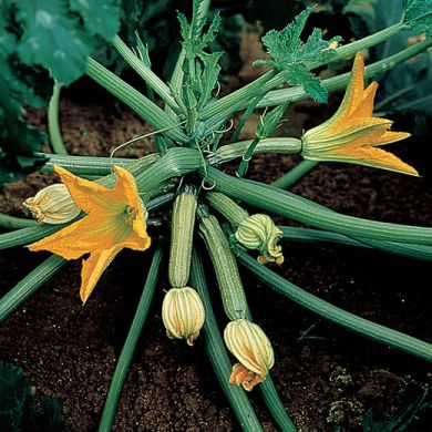 ZUCCHINO HYBRID F1 - GABBIANO - a fiore persistente (tipo genovese)