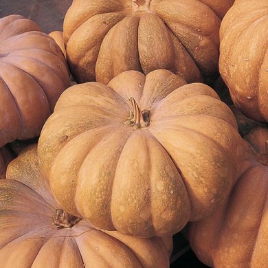 ZUCCA - MUSQUÈE DE PROVENCE -