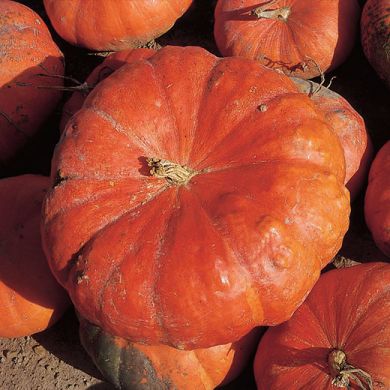 PUMPKIN - ROUGE VIF D'ETAMPES -