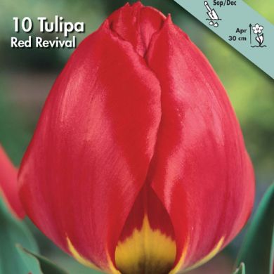 TULIPANO SEMPLICE PRECOCE -RED REVIVAL-