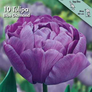 TULIPANO DOPPIO -BLUE DIAMOND-