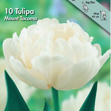 TULIPANO DOPPIO -MOUNT TAKOMA-