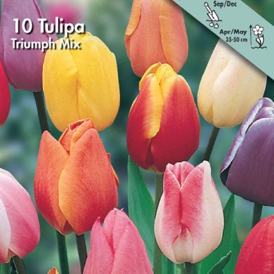 TULIPANO TRIONFO IN MISCUGLIO