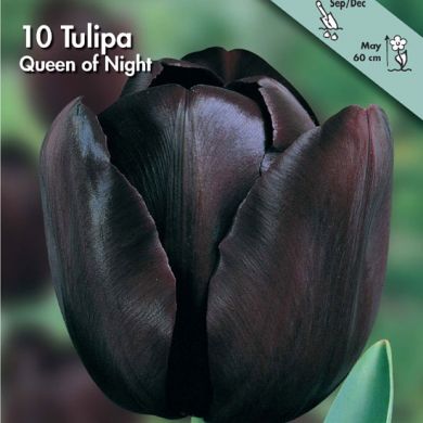TULIPANO SEMPLICE TARDIVO -QUEEN OF NIGHT-