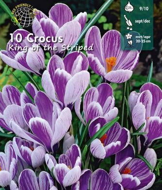 CROCUS A GRANDE FIORE - KING OF STRIPPED -
