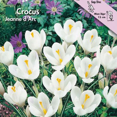 CROCUS A GRANDE FIORE -JEANNE D'ARC-