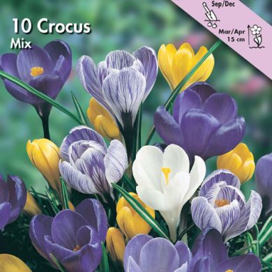 CROCUS A GRANDE FIORE IN MISCUGLIO