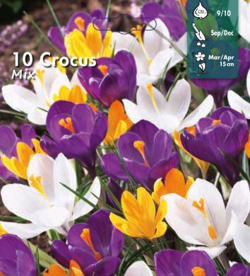 CROCUS A GRANDE FIORE IN MISCUGLIO