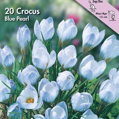 CROCUS CHRYSANTHUS BOTANICO -BLUE PEARL-