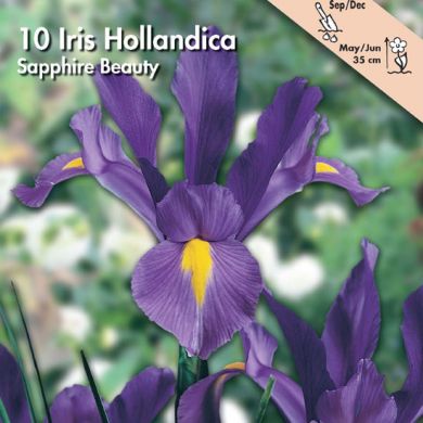 IRIS HOLLANDICA -SAPPHIRE BEAUTY-
