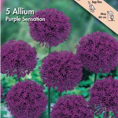 ALLIUM -PURPLE SENSATION-