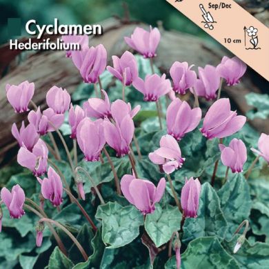 CICLAMINI - CYCLAMEN HEDERIFOLIUM - BULBI