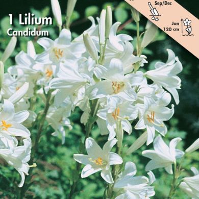 GIGLIO - LILIUM CANDIDUM -