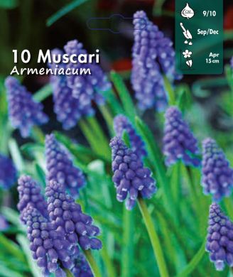 MUSCARI ARMENIACUM