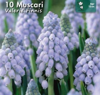 MUSCARI -VALERIE FINNIS-