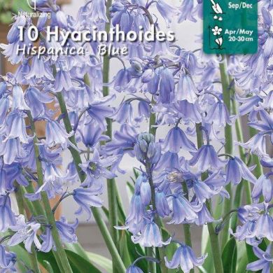 HYACINTHOIDES - HISPANICA BLUE