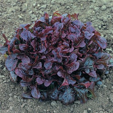 LETTUCE - OPALIX