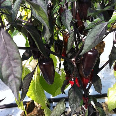 Hot Pepper Black Hybrid F1