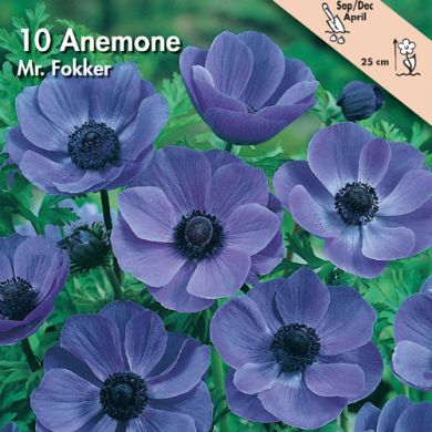 ANEMONE -MR. FOKKER- (Coronaria)