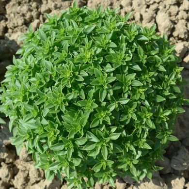 BASIL -FINISSIMO VERDE A PALLA- (Greek basil )