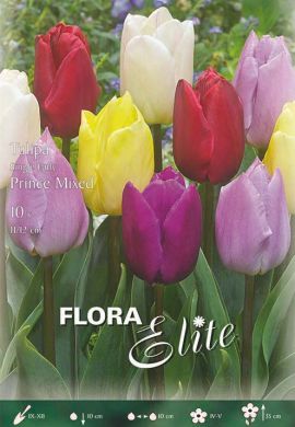 TULIPANO SEMPLICE PRECOCE -PRINCE MIX-