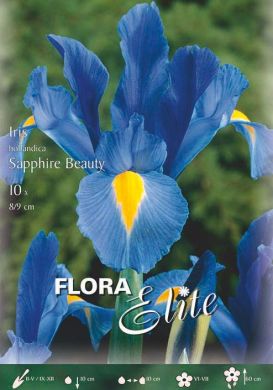 IRIS HOLLANDICA -SAPPHIRE BEAUTY-