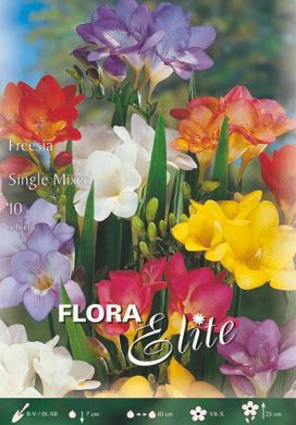 FREESIA SEMPLICE IN MISCUGLIO