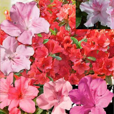 OFFERTA SPECIALE GRUPPO 6 AZALEE