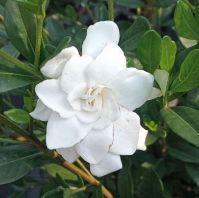 GARDENIA Jasminoides -DOUBLE MINT-