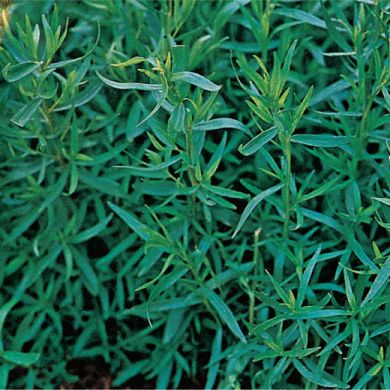 DRAGONCELLO  (Artemisia dracunculus) - Pianta in vaso