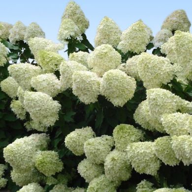 ORTENSIA (Hydrangea)PANICULATA - LIMELIGHT®  -