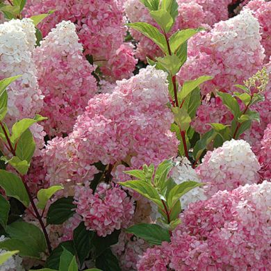 ORTENSIA (Hydrangea) PANICULATA - VANILLE FRAISE RENHY -