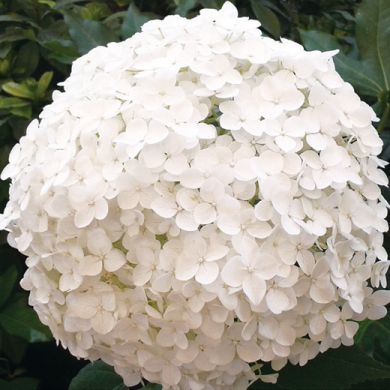 ORTENSIA (Hydrangea) Arborescens-  ANNABELLE -