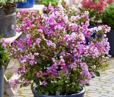 LAGERSTROEMIA -WITH LOVE ETERNAL-