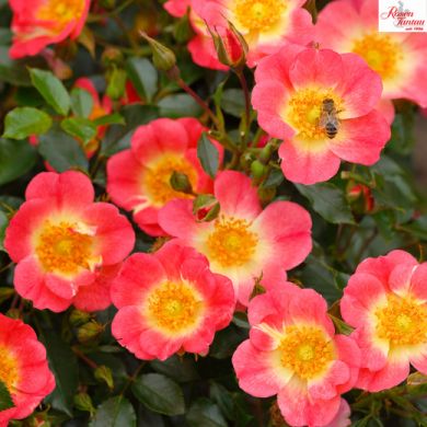 ROSA  MELLIFERA® -BICOLOR