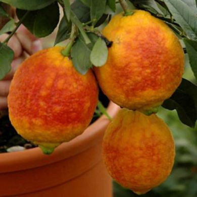 LIMONE A BUCCIA ROSSA -Citrus Limon-
