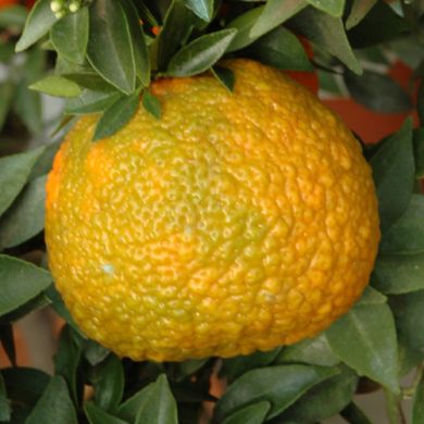 CHINOTTO CALABRESE. (Citrus myrtifolia)