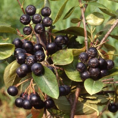 ARONIA  PRUNIFOLIA  "VIKING"