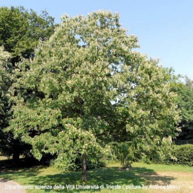 HOVENIA DULCIS 