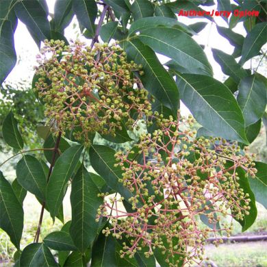 EVODIA TETRADIUM DANIELLII-(albero del miele)