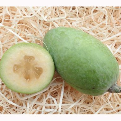 FEIJOA SELLOWIANA - APOLLO-